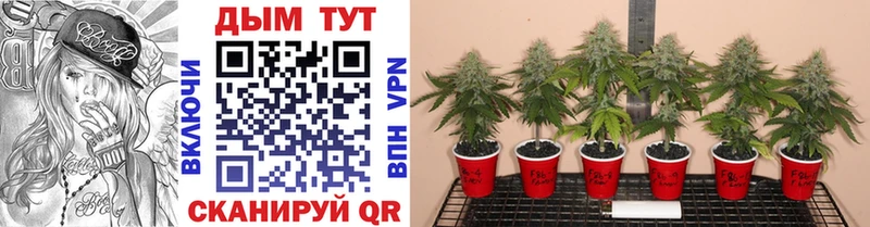 Бошки Шишки VHQ  Андреаполь 